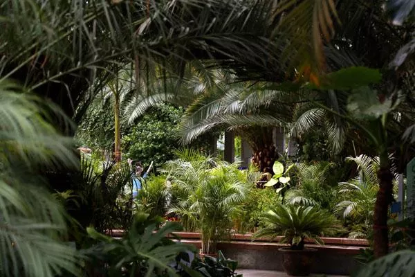 2022天津熱帶植物觀(guān)光園門(mén)票多少錢(qián) 附最新開(kāi)放時(shí)間及地址